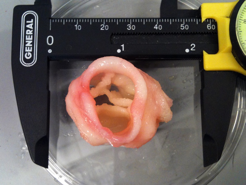 3-D-printed-artificial-heart-valve.jpg