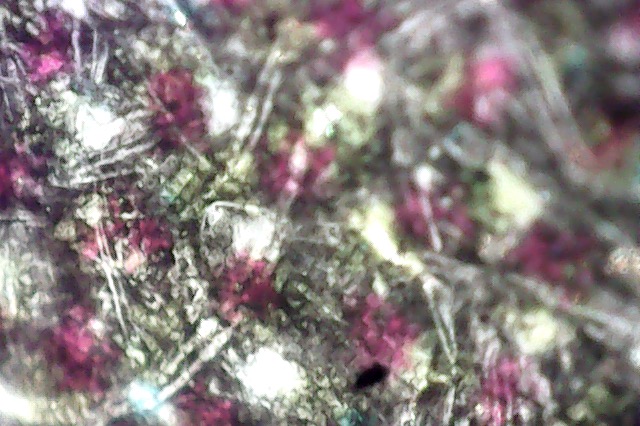 webcam microscope image
